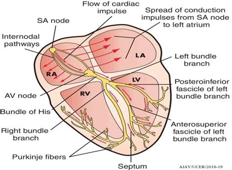 Flow of the electrical conduction of heart. | Download Scientific Diagram