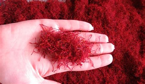 Saffron Filamentiran Islamic Republic Of Flora Price Supplier 21food