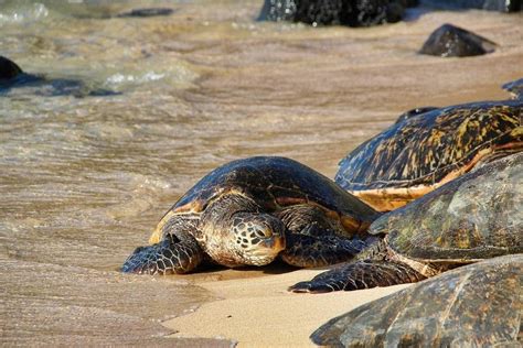 Te Gustan Las Tortugas Marinas Conoce Datos Curiosos Sobre Ellas