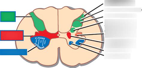 Spinal Cord Gray Matter Diagram Quizlet