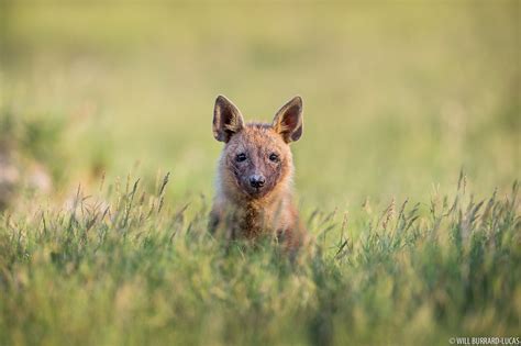 Brown Hyena Pup | Will Burrard-Lucas