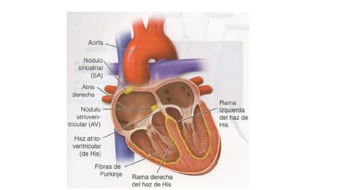 Clase Explicación Corazon Histología Musculo Cardiaco Ppt