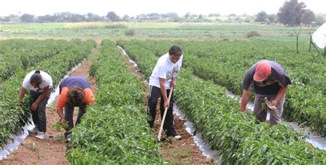 Agricultura Mexicana Bajo Amenaza Claves Para La Sostenibilidad Y