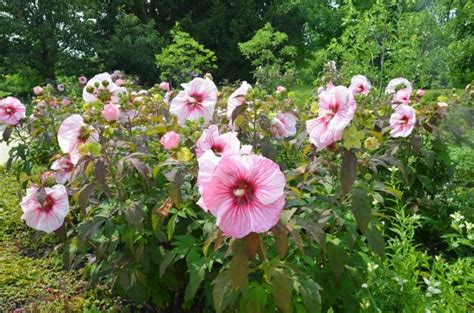 Hibiskusy Kwiaty Sadzenie Uprawa I Piel Gnacja Hibiskus W