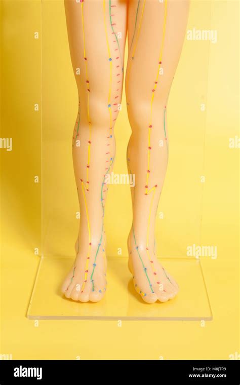 Medical Acupuncture Model Of Human Legs Stock Photo Alamy