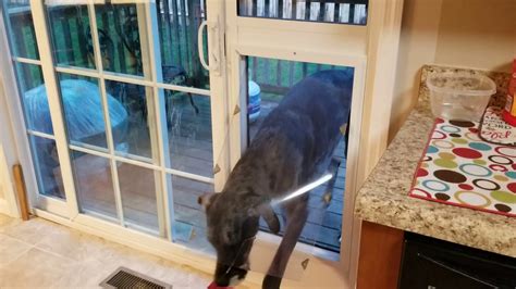 Great Dane Using Moore Giant Breed Patio Dog Door Youtube