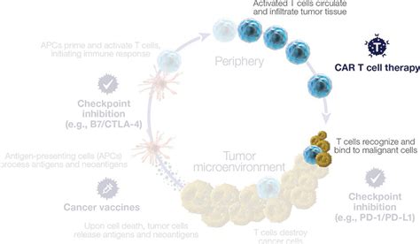 CAR T Cell Therapy Research Thermo Fisher Scientific KR