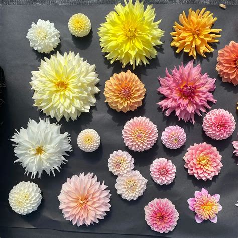 Dahlia Varieties We Grow on Our Farm — Heirloom Soul Florals