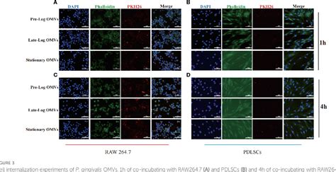 Figure From Bacterial Growth Stage Determines The Yields Protein