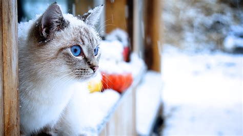 1920x1080 resolution | Siamese cat, cat, snow, animals, blue eyes HD ...