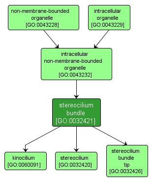 Yrc Public Data Repository Gene Ontology Stereocilium Bundle