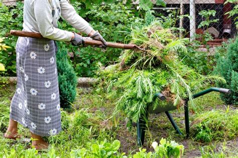 Premium Photo The Farmer Weeds The Flower Garden And With An Old