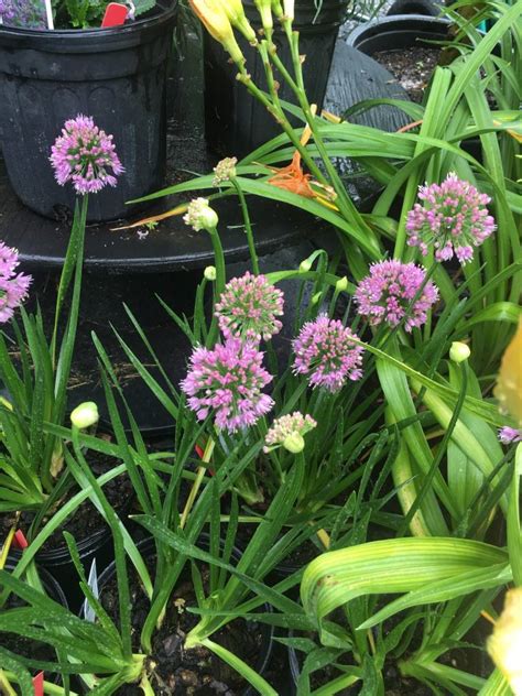 Ornamental Onions Alliums For Your Garden Craftsmumship