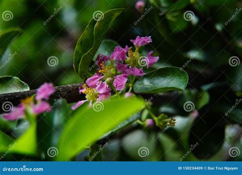 Barbados cherry in season. stock image. Image of natural - 150234409