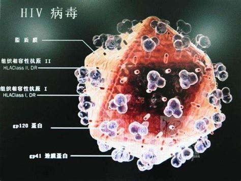 世界首例成人hiv抗体阴性合并肺ks有助艾滋病研究hiv卡波西肉瘤肿瘤新浪科技新浪网