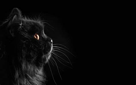 Download Dark Cute Fluffy Black Cat Wallpaper | Wallpapers.com