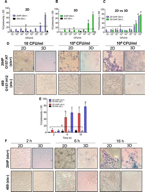 Vero Cells Transfection Protocol Of Adherent Vero Cells 96 Well