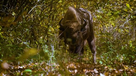 How The European Bison Came Back From The Brink Razor Cgtn