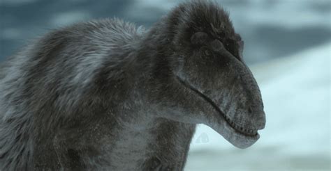 polar bear lizard  roamed  alaskan wilderness