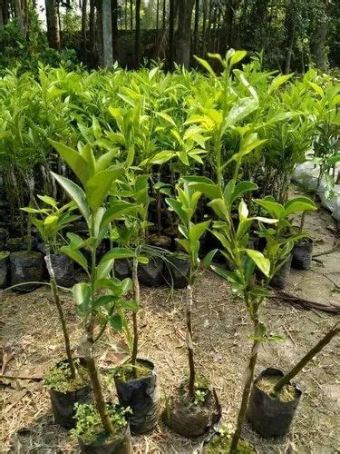 Full Sun Exposure Green Grafted Mosambi Fruit Plant For Fruits At Rs