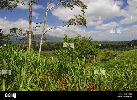 Sugar Cane Saccharum Officinarum Cultivated Sugar Cane In A Tropical