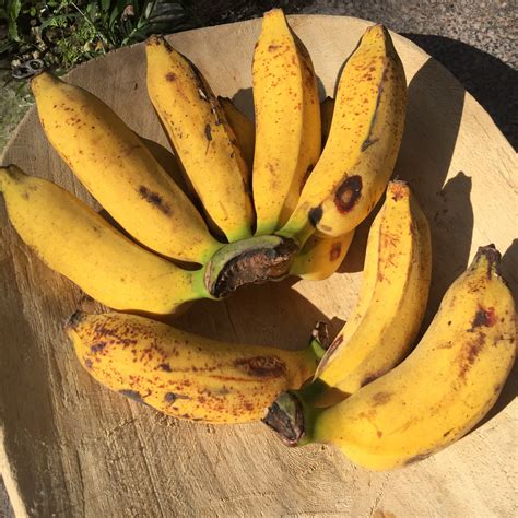 pisang raja super rare pre order miami fruit