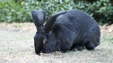 black flemish giant rabbit very large Stock Footage Video (100% Royalty ...