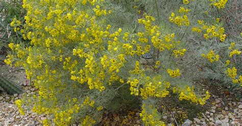 Understanding our desert’s Apache plume