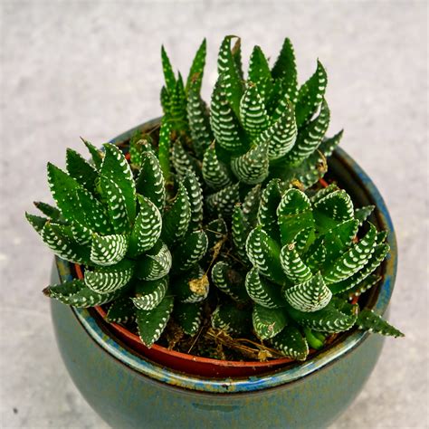 Haworthia Fasciata Haworsja Pasiasta M MikroKlimat