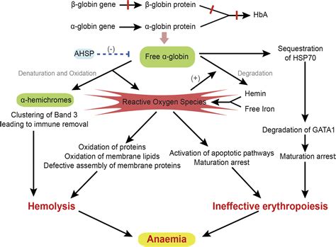 Molecular Basis And Genetic Modifiers Of Thalassemia Hematology