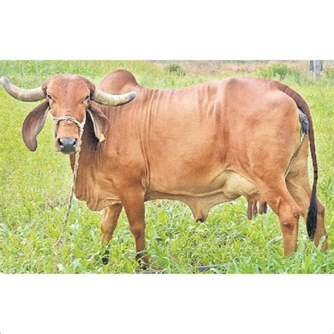 Pure Gir Cow at 40000.00 INR in Karur, Tamil Nadu | Siva Dairy Farm