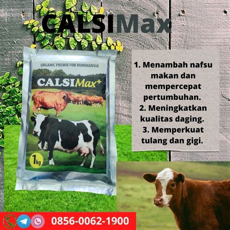 Promo Terbatas Agen Pakan Ternak Sapi Alternatif