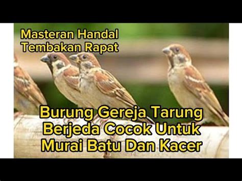 Masteran Mewah Gereja Tarung Tembakan Rapat Berjeda Cocok Untuk