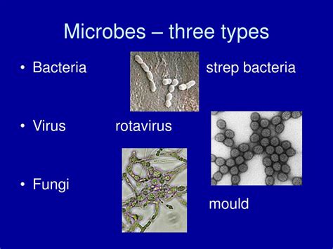 PPT - MICROBES PowerPoint Presentation, free download - ID:218098