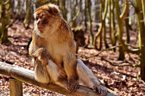 Barbary Macaque Cute Threatend Free Photo On Pixabay