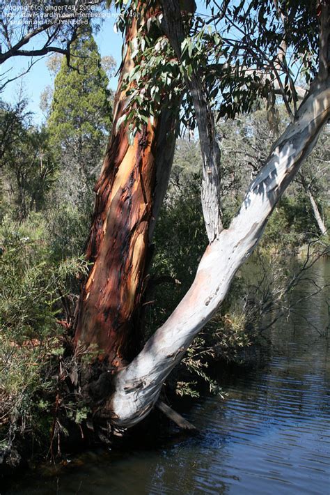 Plantfiles Pictures Eucalyptus Species Yellow Box Tree Eucalyptus