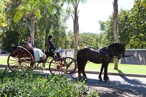 Wedding - Horse & Carriage Hire | Wine Valley Adventures