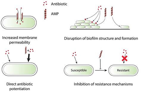 Frontiers Synergistic Action Of Antimicrobial Peptides And