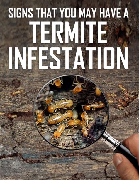 Warning Signs That You May Have A Termite Infestation