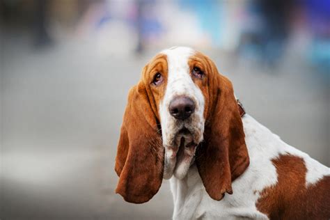 Basset Hound Pros And Cons Drool Stubborn Friendly Health