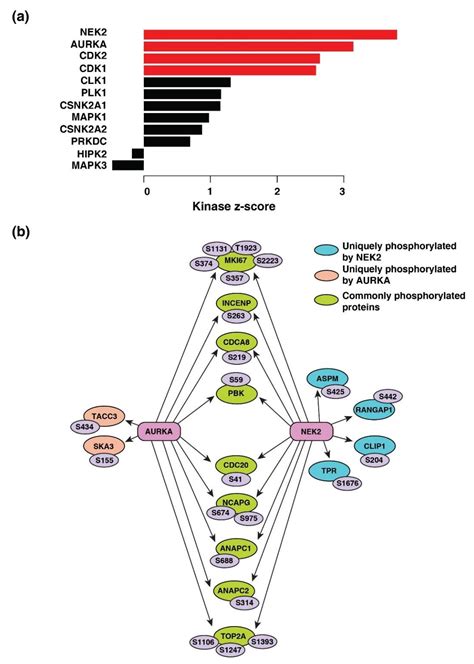 Biomolecules Free Full Text Bioinformatics Analysis Of Global Proteomic And Phosphoproteomic