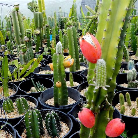 Cereus Apple Cactus Cuttings Grafting Rootstock | Fair Dinkum Seeds