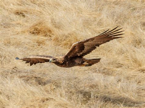 Eastern Golden Eagle Working Group Honored Audubon