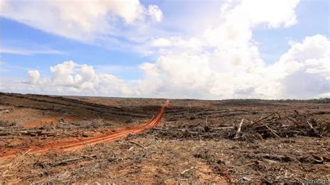 Kebakaran Hutan Di Papua Korindo Group Dituduh Sengaja Membakar Bbc