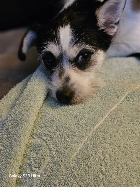 Camilla Belle – Motley Zoo Animal Rescue