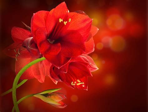 K K K K Amaryllis Closeup Red Hd Wallpaper Rare Gallery