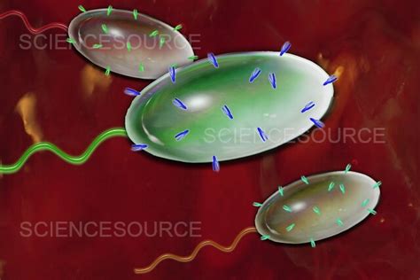 Photograph | Glycocalyx of Bacteria, Artwork | Science Source Images