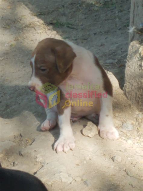 For Sale: Pitbull Pups - St Andrew