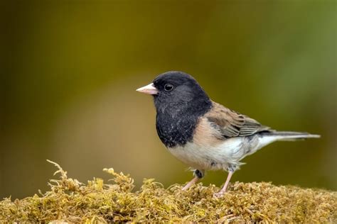 Dark-eyed Junco - Bird Alliance of Oregon