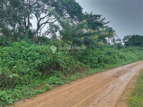 Terrains Terrain Ha Douala Au Cameroun Coinafrique Cameroun